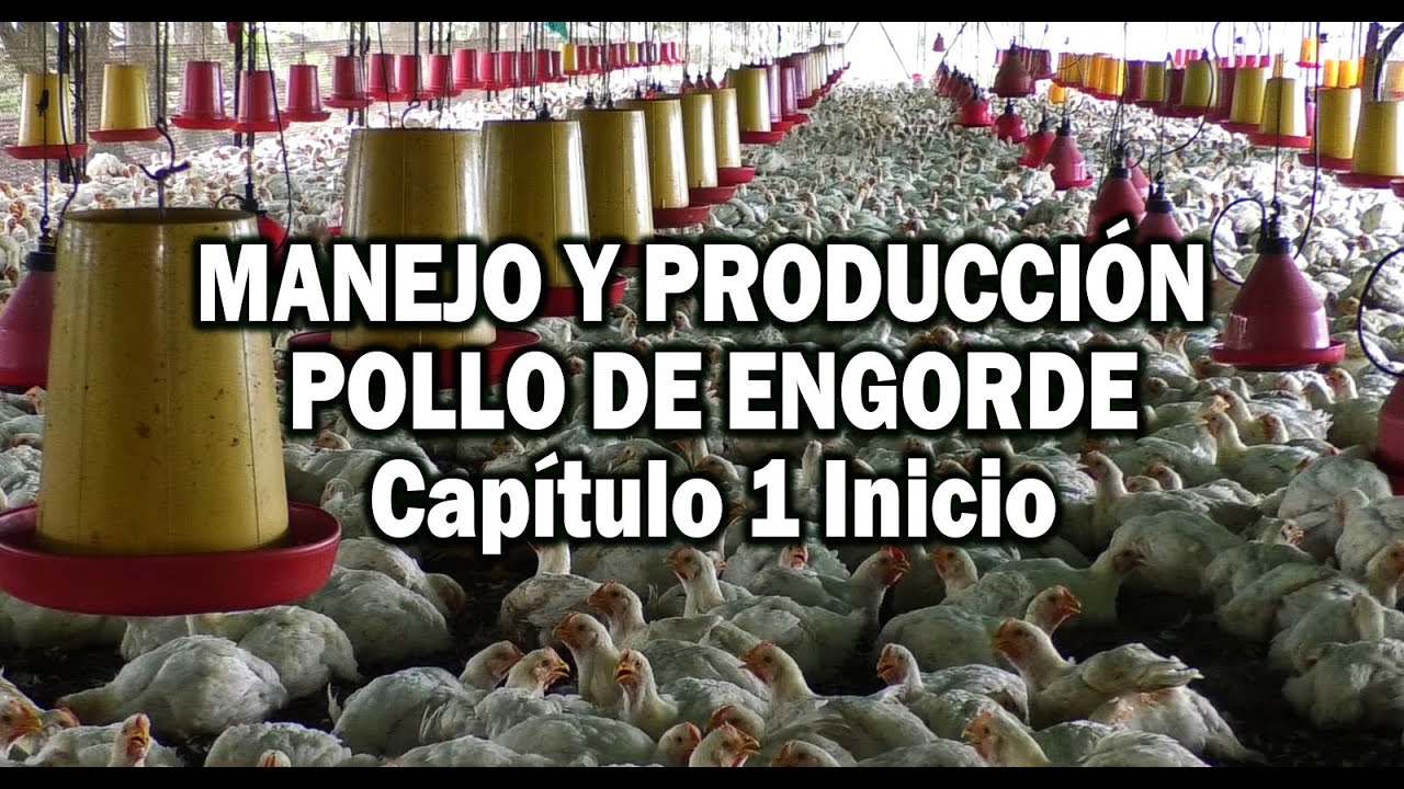 PRODUCCION POLLO DE ENCORDE MANEJO EN PRIMERAS ETAPAS