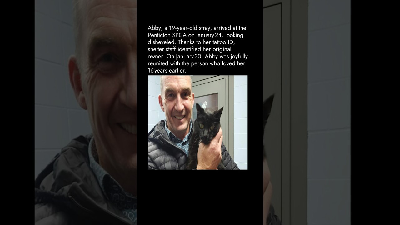 Lost Cat Reunited with Her Owner After 16 Years