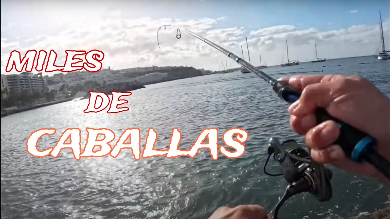 Pesca INFINITA de CABALLAS/mackerel Desde ROCAS en Canarias