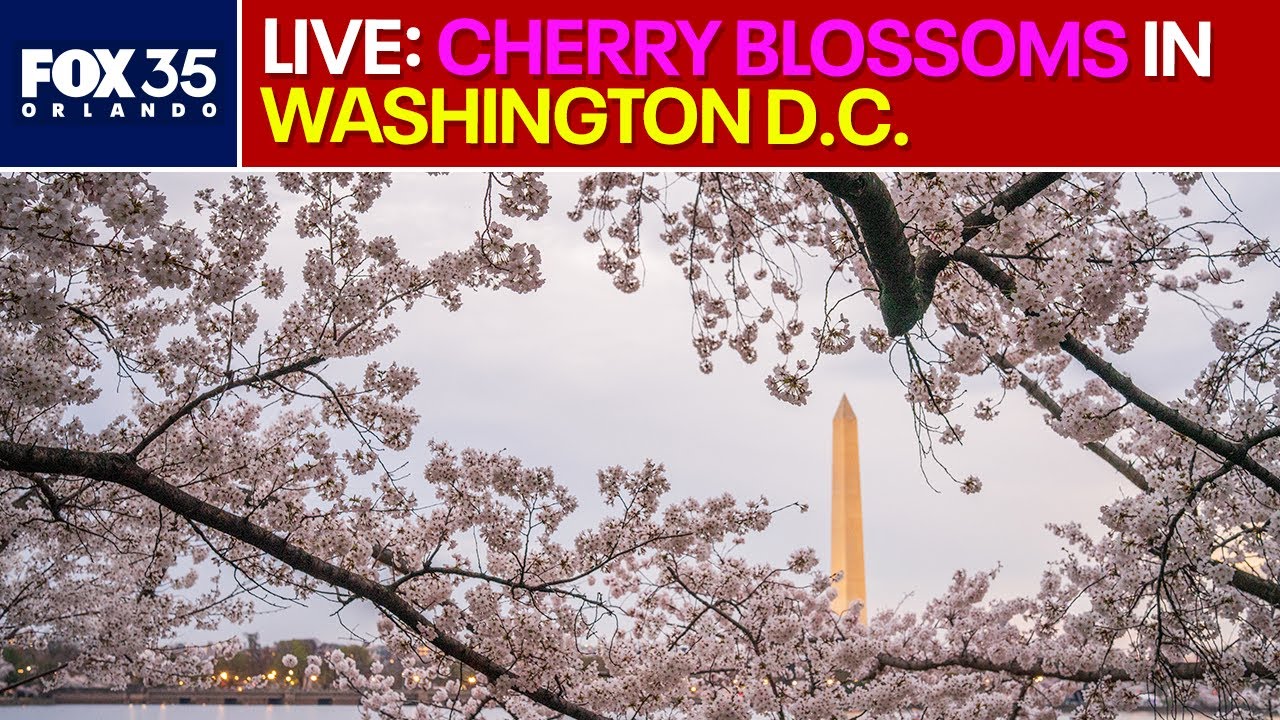 LIVE: Cherry Blossoms bloom in Nation's Capitol, Washington D.C.