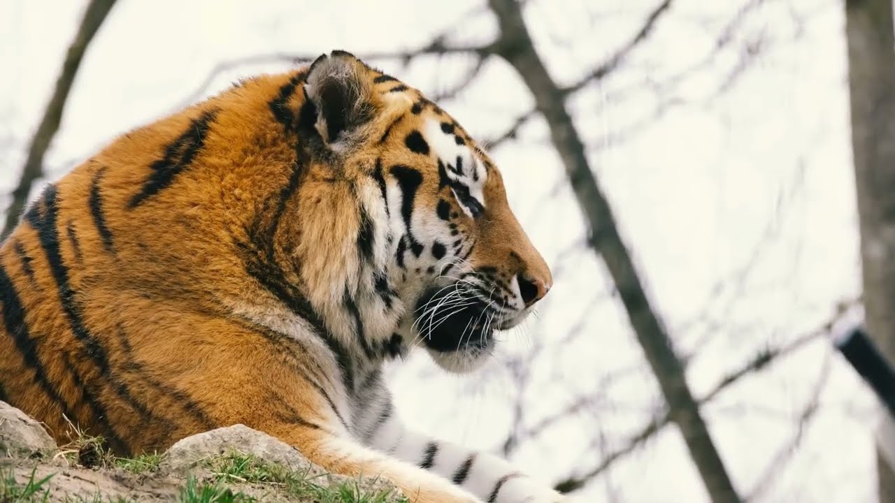 ネコ科最強アムールトラの筋力や生物的強さとは