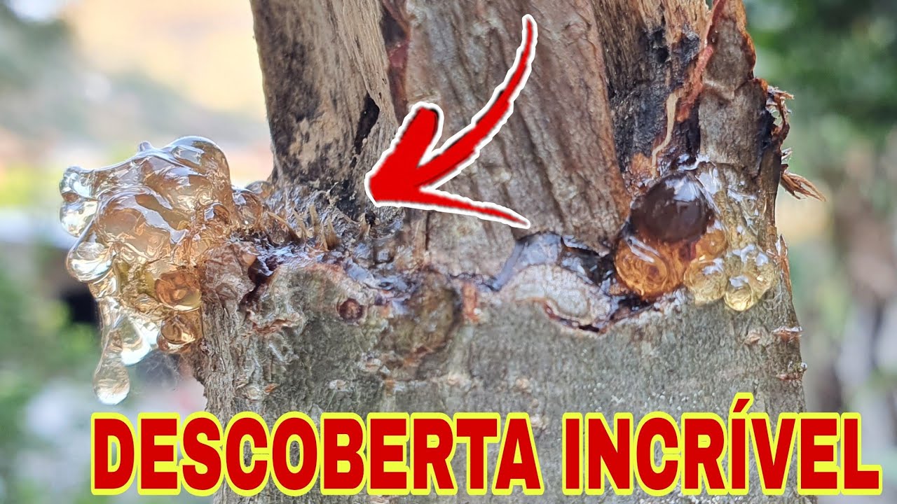 (MAGNÍFICO) MINA de OURO para CAPTURAR ABELHAS SEM FERRÃO!!!