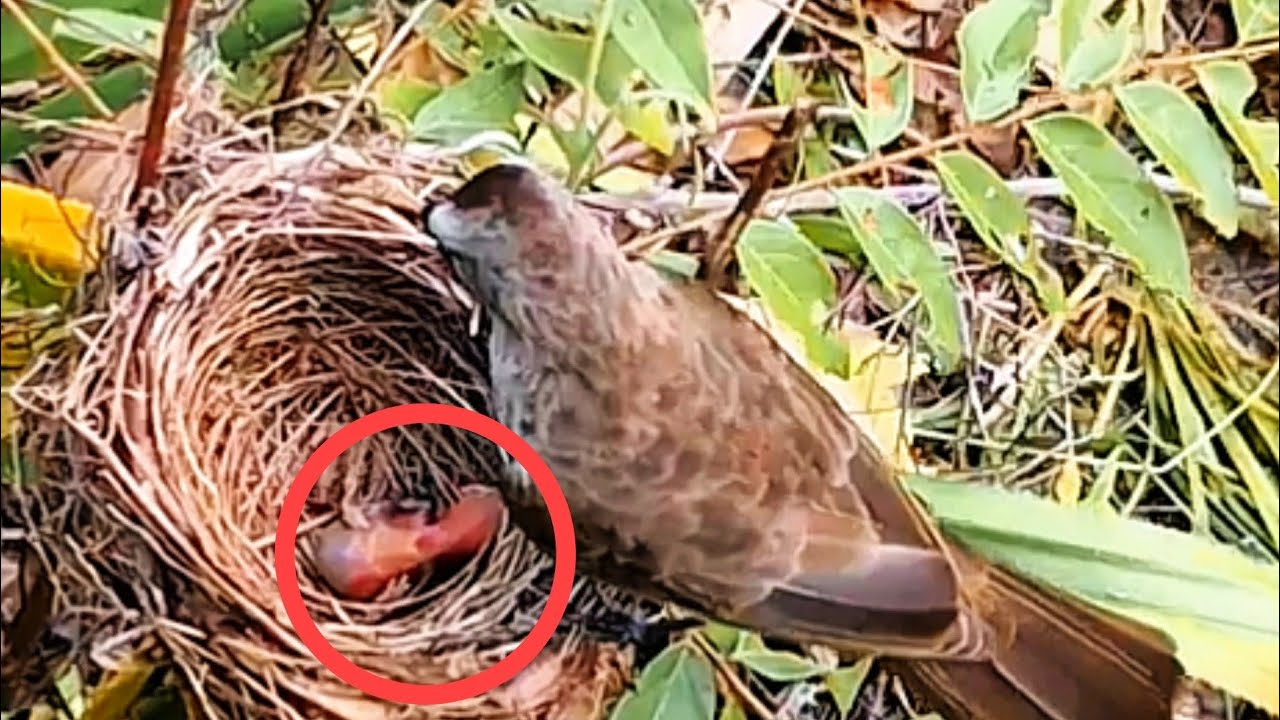 DETIK-DETIK BAYI BURUNG MATI