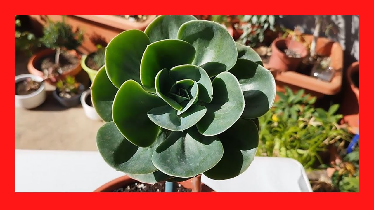 ECHEVERIA MANDALA cuidados básicos