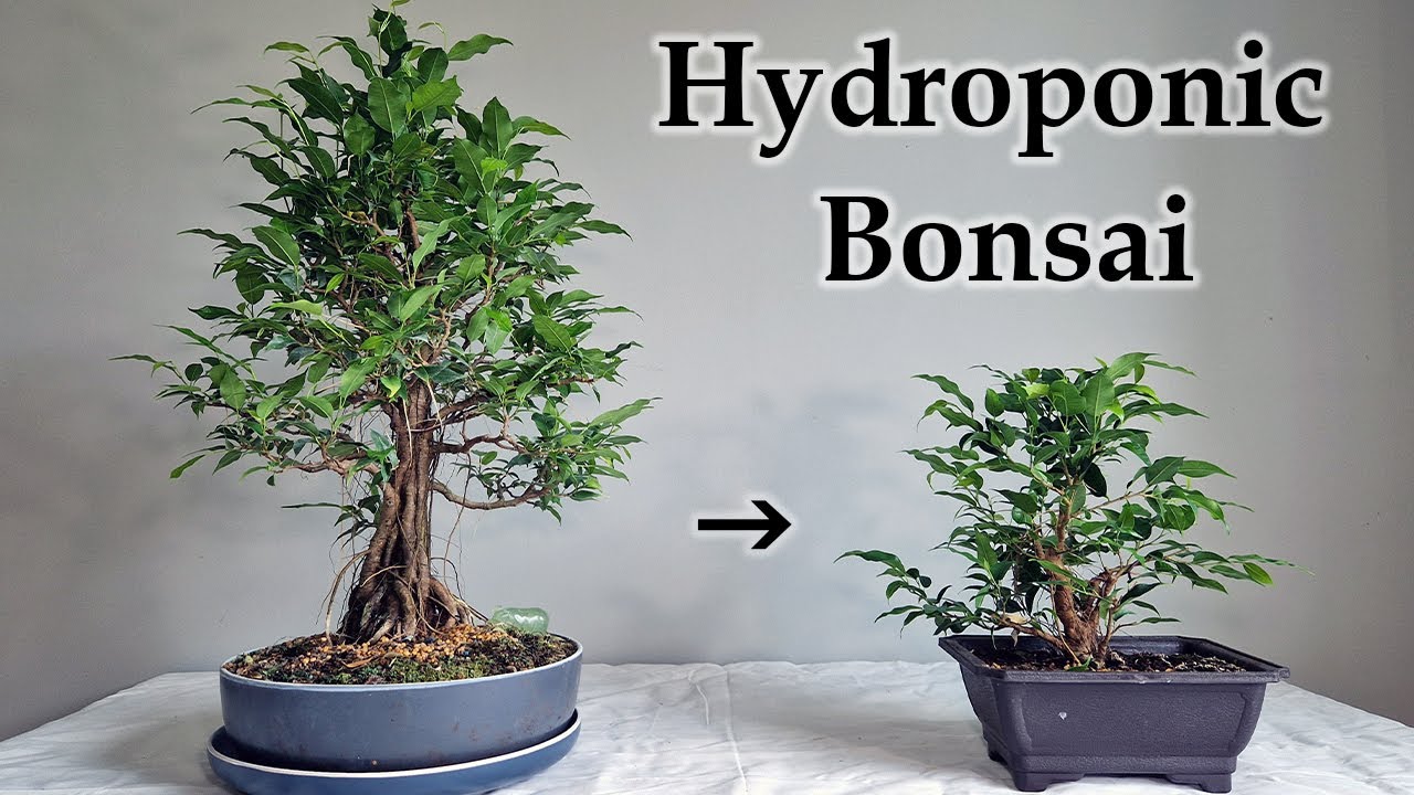 Hydroponic Bonsai Propagation