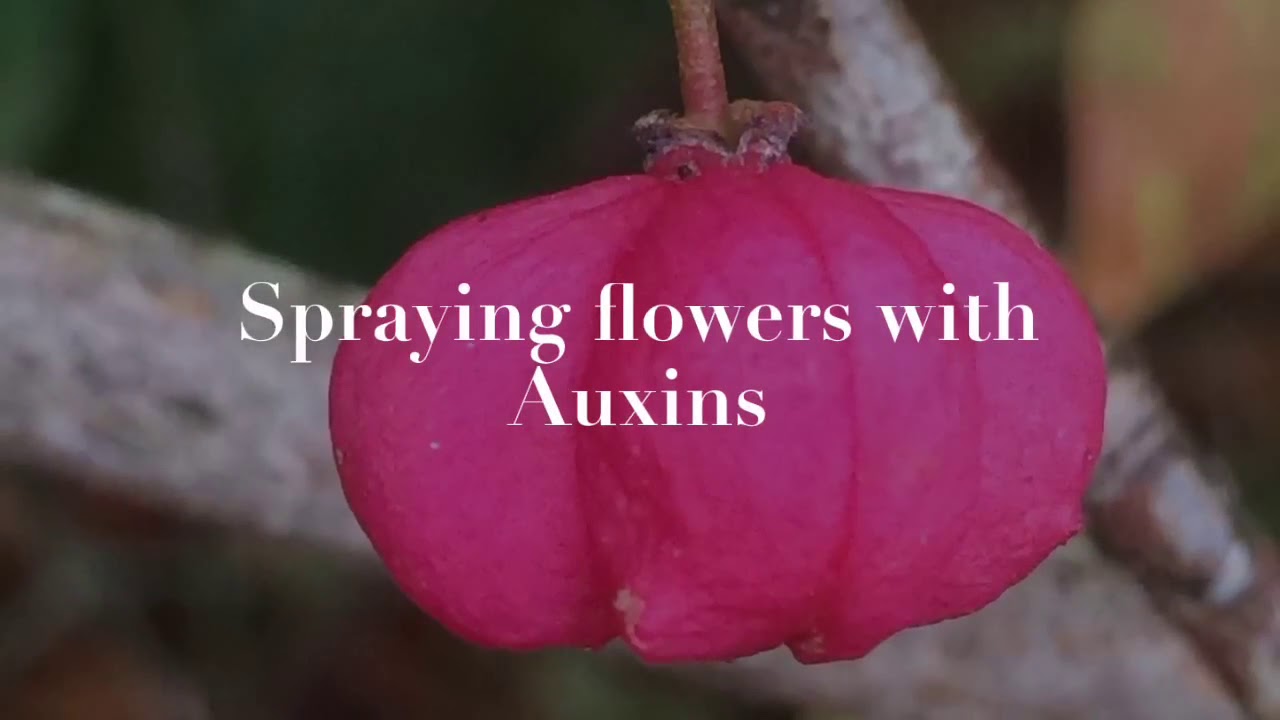 MAARIF HIGH ONLINE: Plant Growth Auxins/hormones