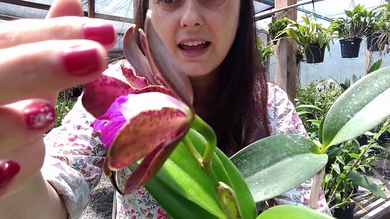 Orquídeas Cattleya Tigrina x Cattleya leopoldii - MARATONA DO ORQUIDÁRIO TRADIÇÃO 6