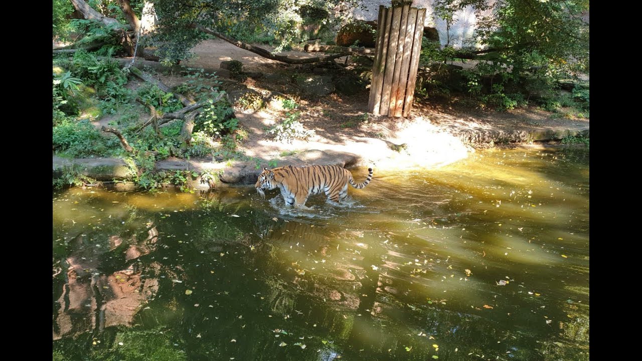 جولة في حديقة الحيوان بمدينة نورنبرغ بألمانيا #Tiergarten #Nürnberg