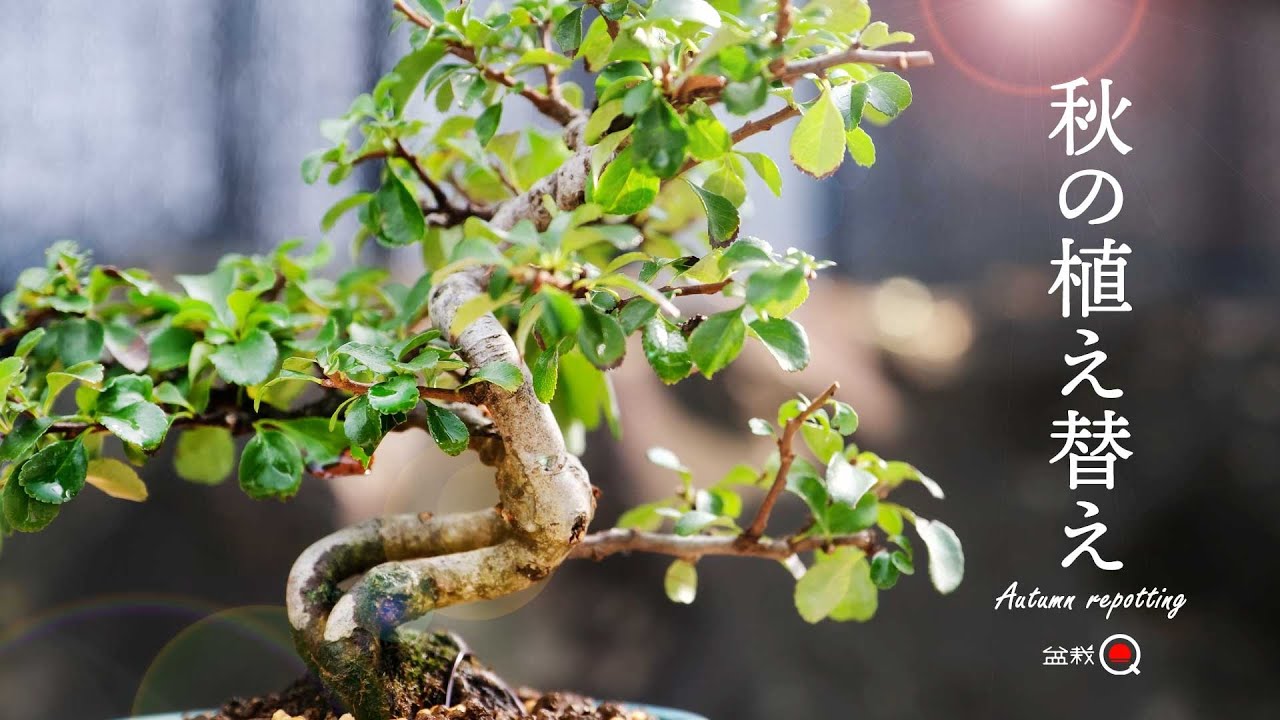 Осенняя пересадка! Пересадка и обрезка сливы чоджубай [Bonsai Q]