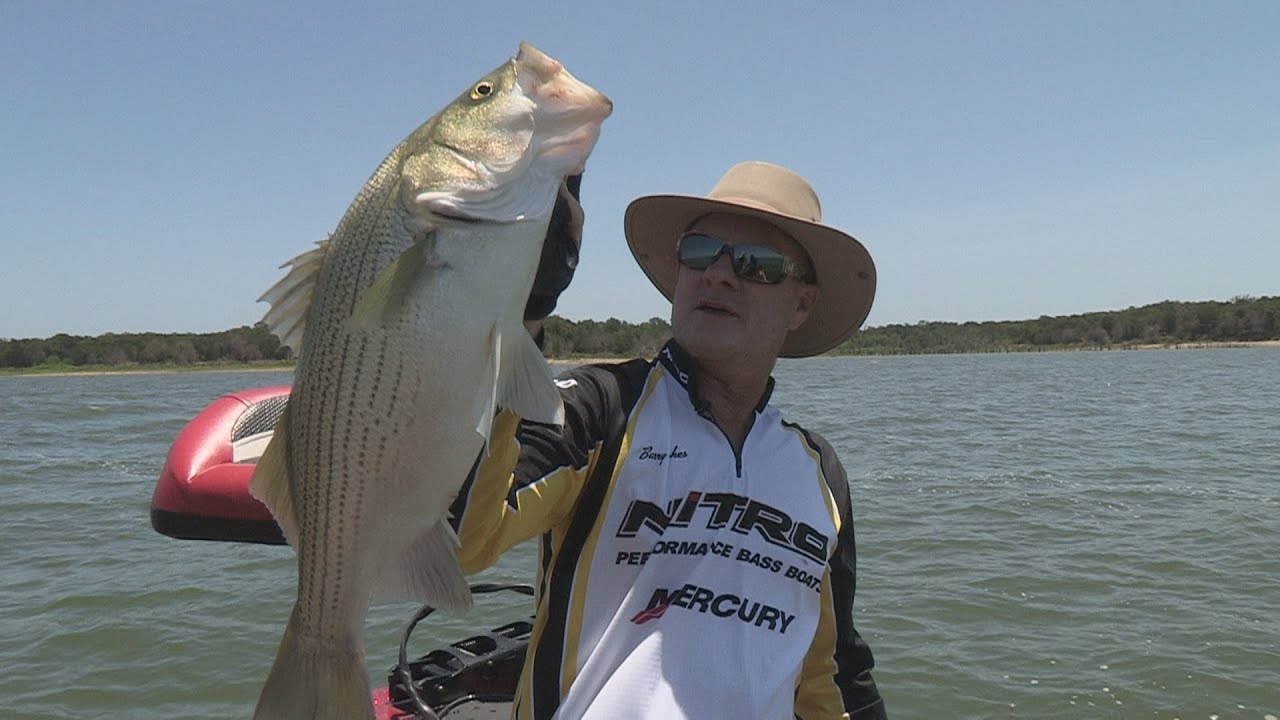 Cooper Lake, Texas Hybrid Striped Bass Fishing SNEAK PEEK PREVIEW
