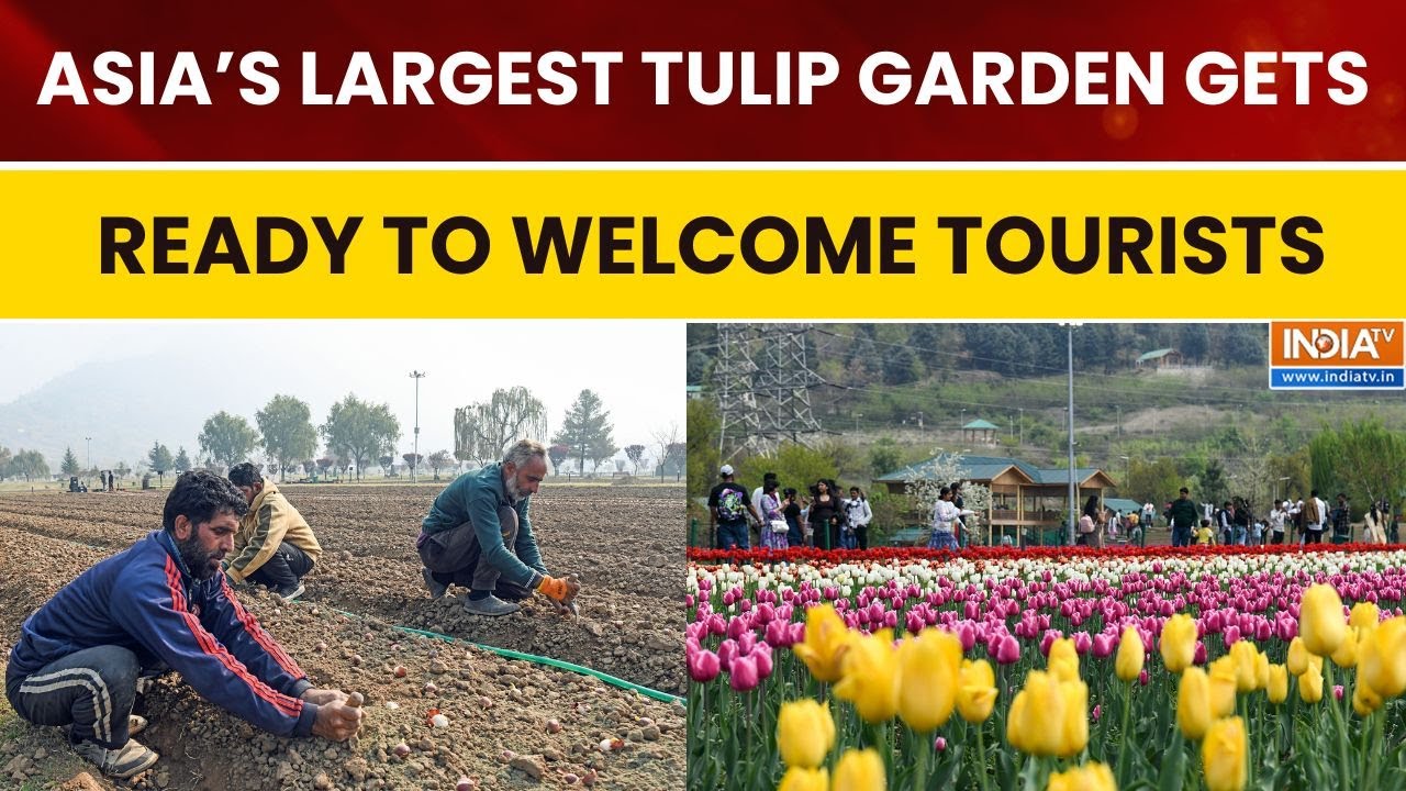 Kashmir Prepares for 2026 Tulip Show | Asia’s Largest Tulip Garden Ready for Spring Tourists
