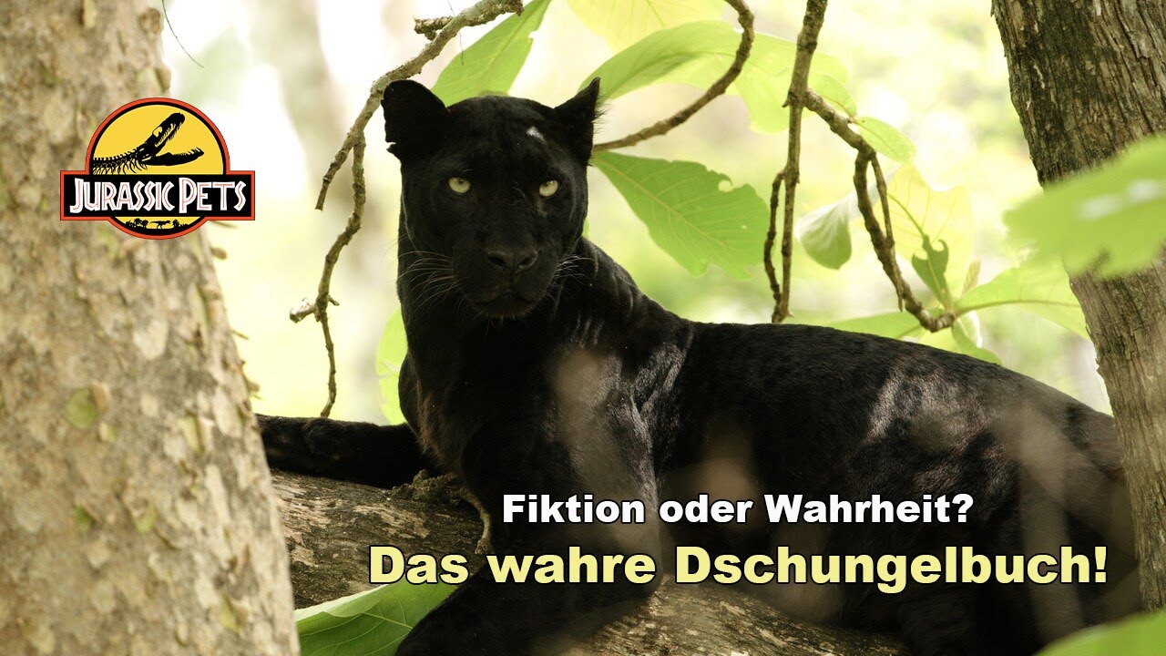 Das wahre Dschungelbuch: Was wirklich geschah | Doku