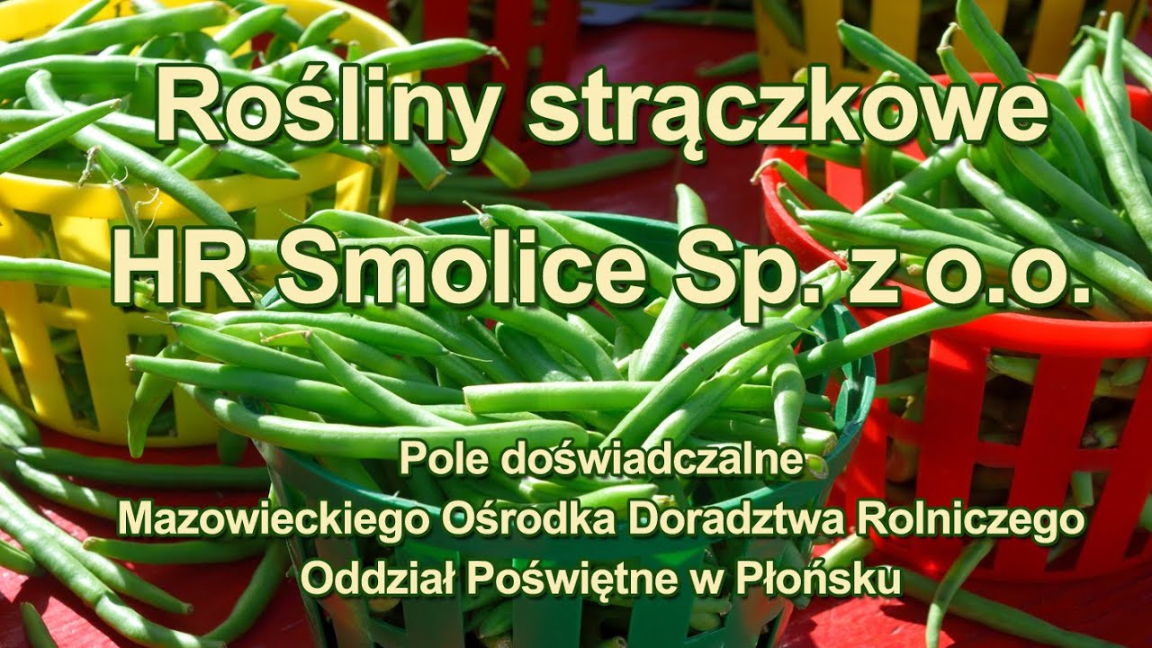 Małgorzata Ryzińska, Hodowla Roślin Smolice Sp. z o. o. Grupa IHAR - Rośliny strączkowe