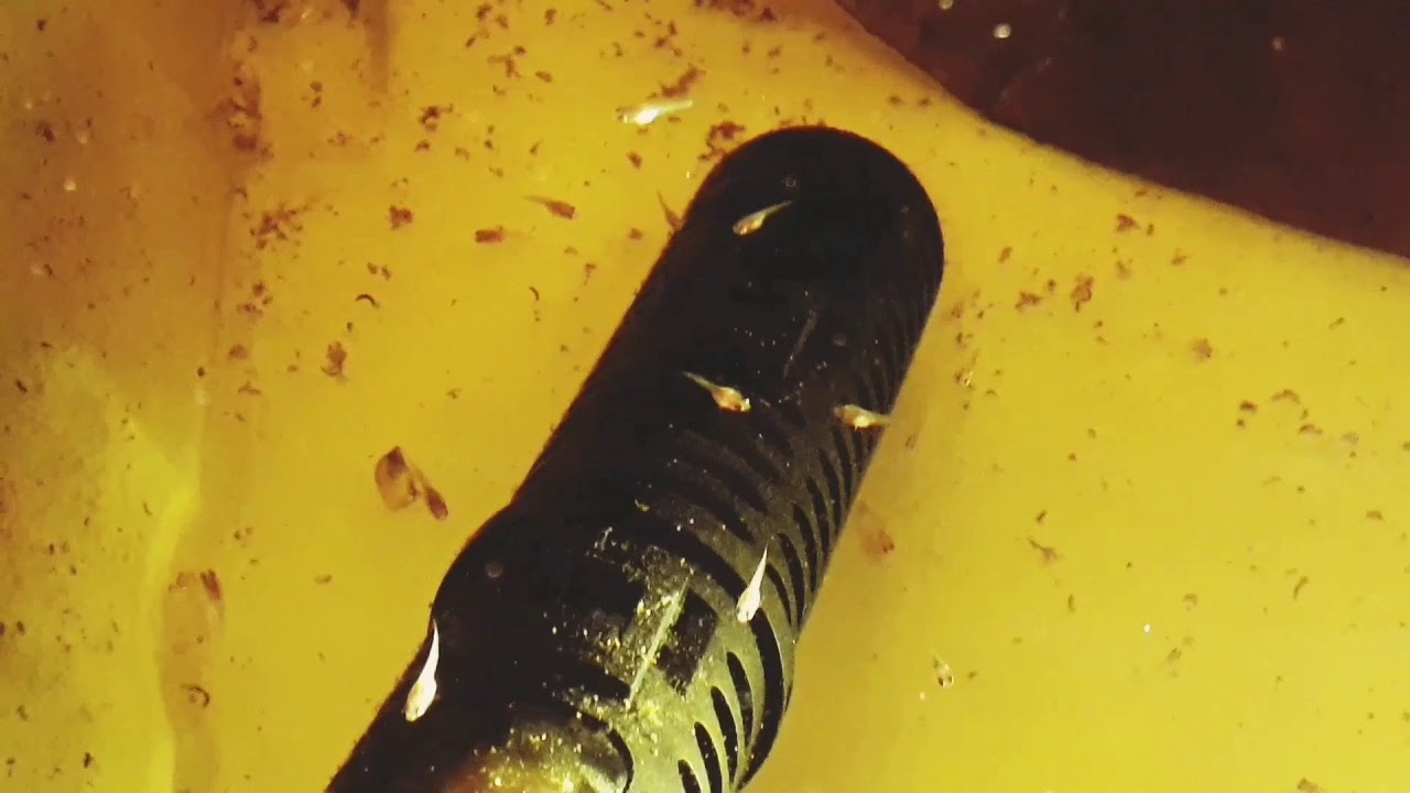 Breeding Betta imbellis and their fry up to 7 weeks.