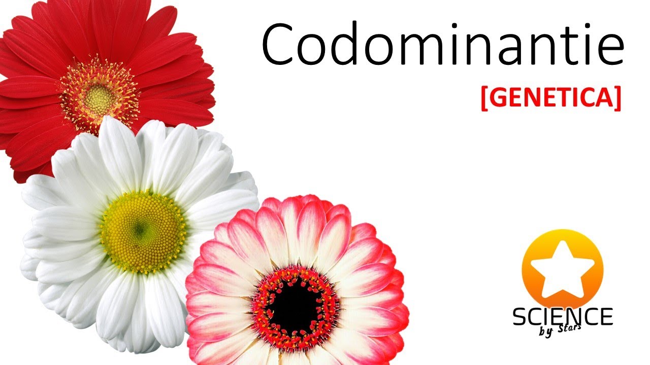 Codominantie [ GENETICA ]