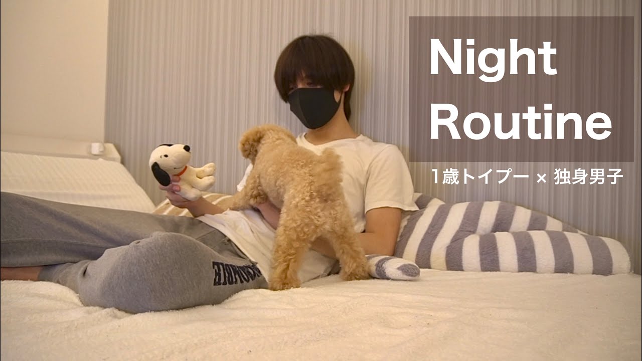 【ナイトルーティン】1歳トイプーと一人暮らし独身飼い主の片時も離れない夜