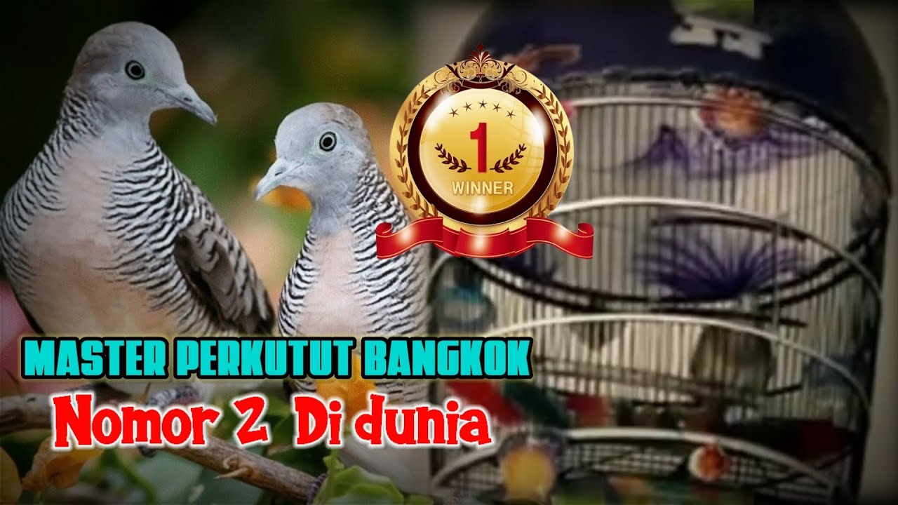 Master Perkutut Bangkok Juara Dunia