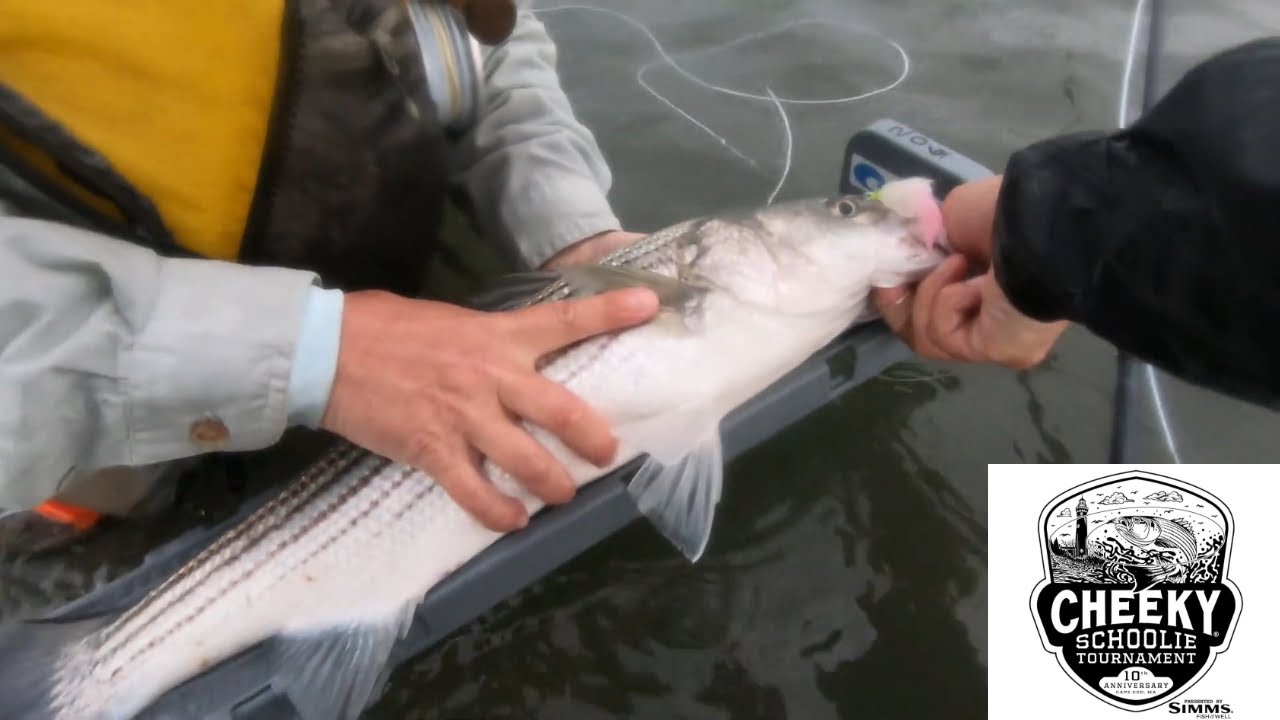 The World's Largest Fly Fishing Only Tournament -Cheeky Schoolie Tournament