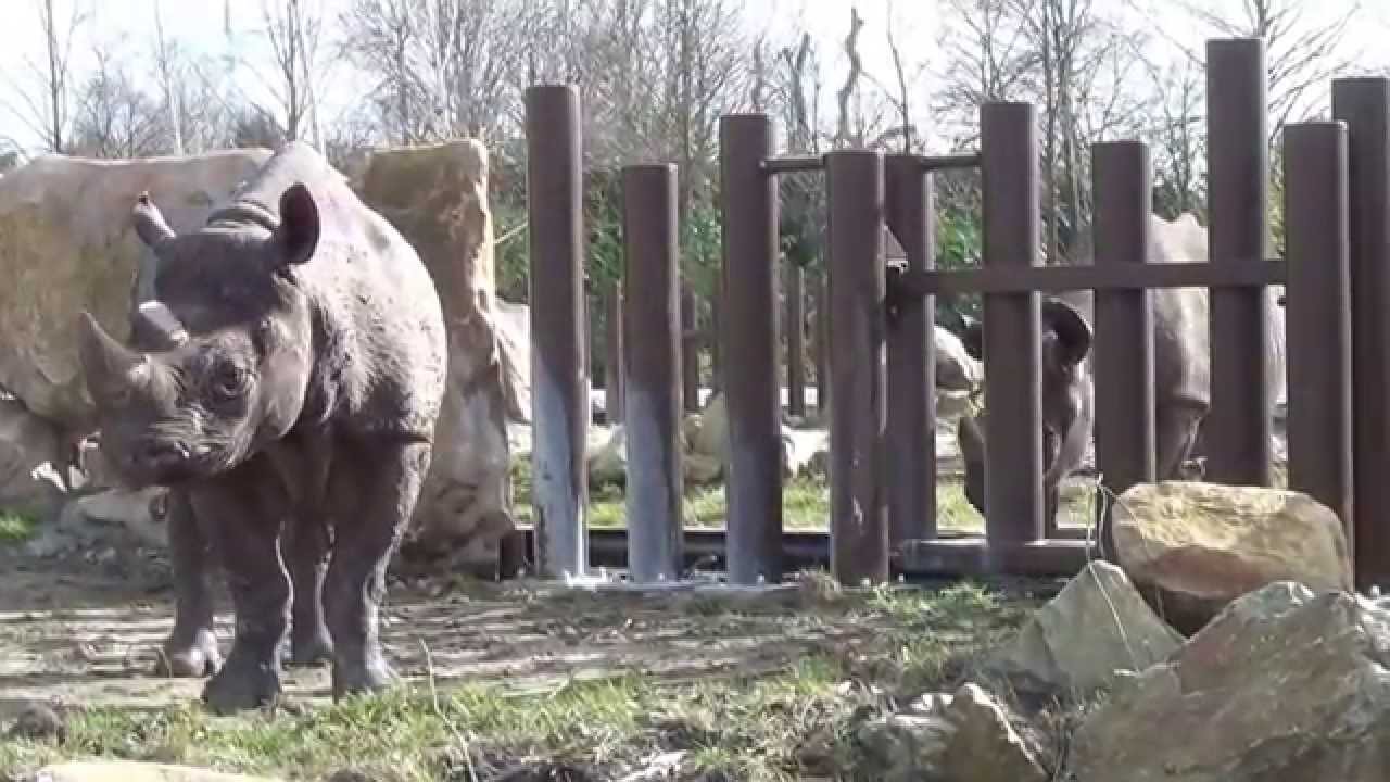 Sneezing en peeing Rhinoceros in Diergaarde Blijdorp 07-03-2015