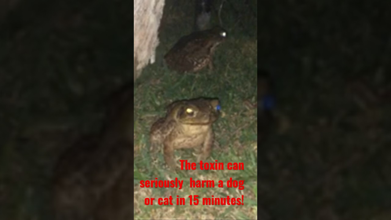 Cane Toad Warning! ☠️ What to do if your dog bites or licks one! #bonus