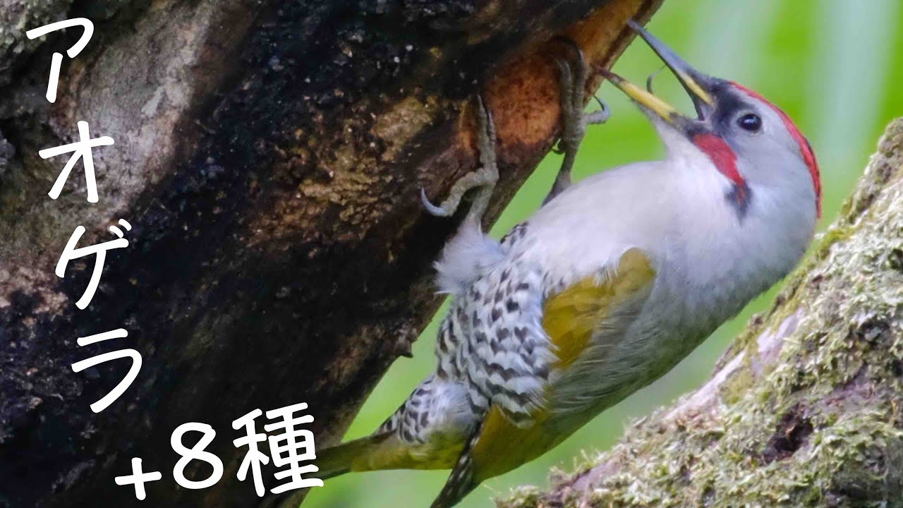 4月14日 秋ヶ瀬公園のアオゲラ