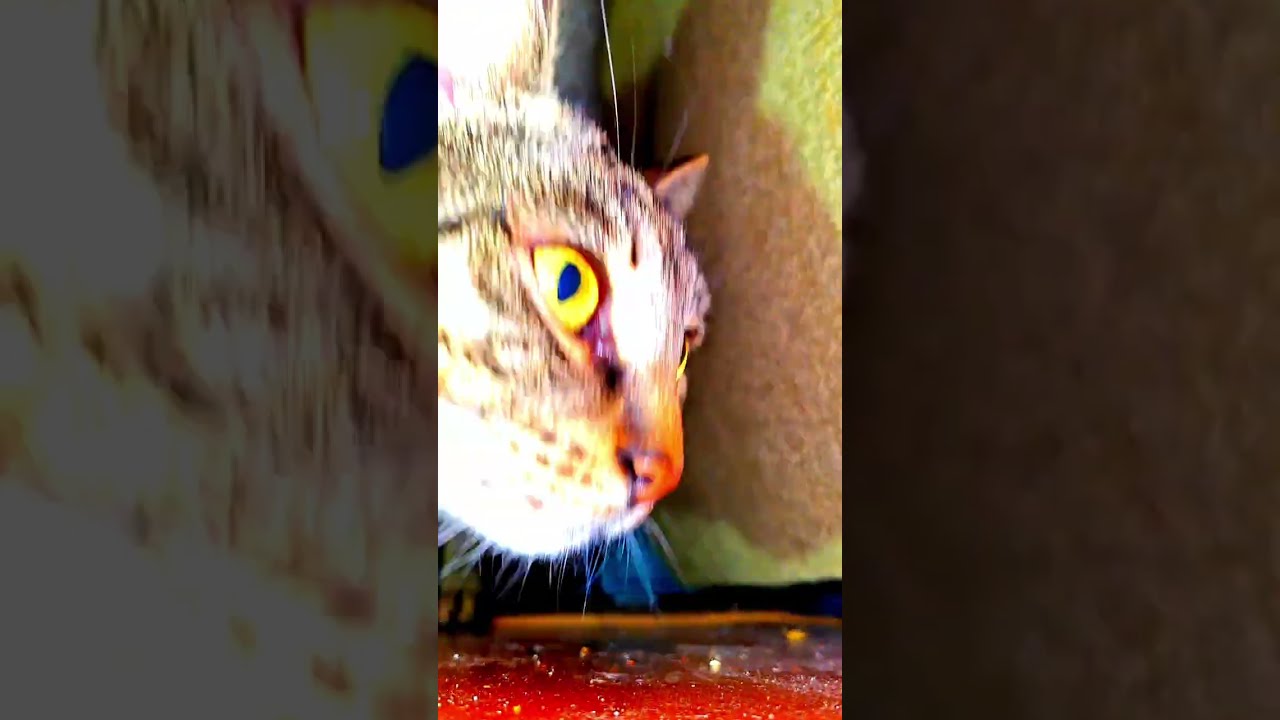 Втеча з котячої в'язниці. Частина друга