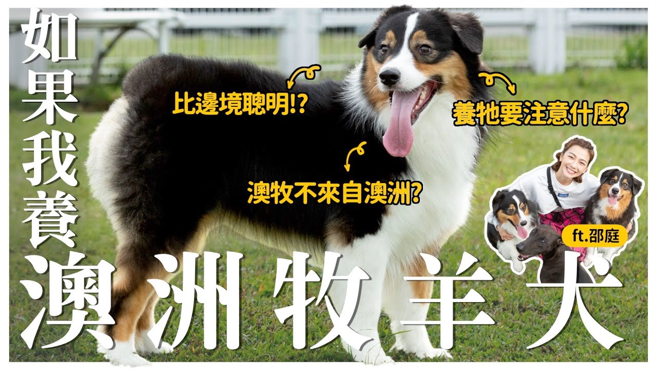 【如果我養...『澳洲牧羊犬！』】犬種系列回來啦！ft.邵庭/吉利頑｜熊爸估狗