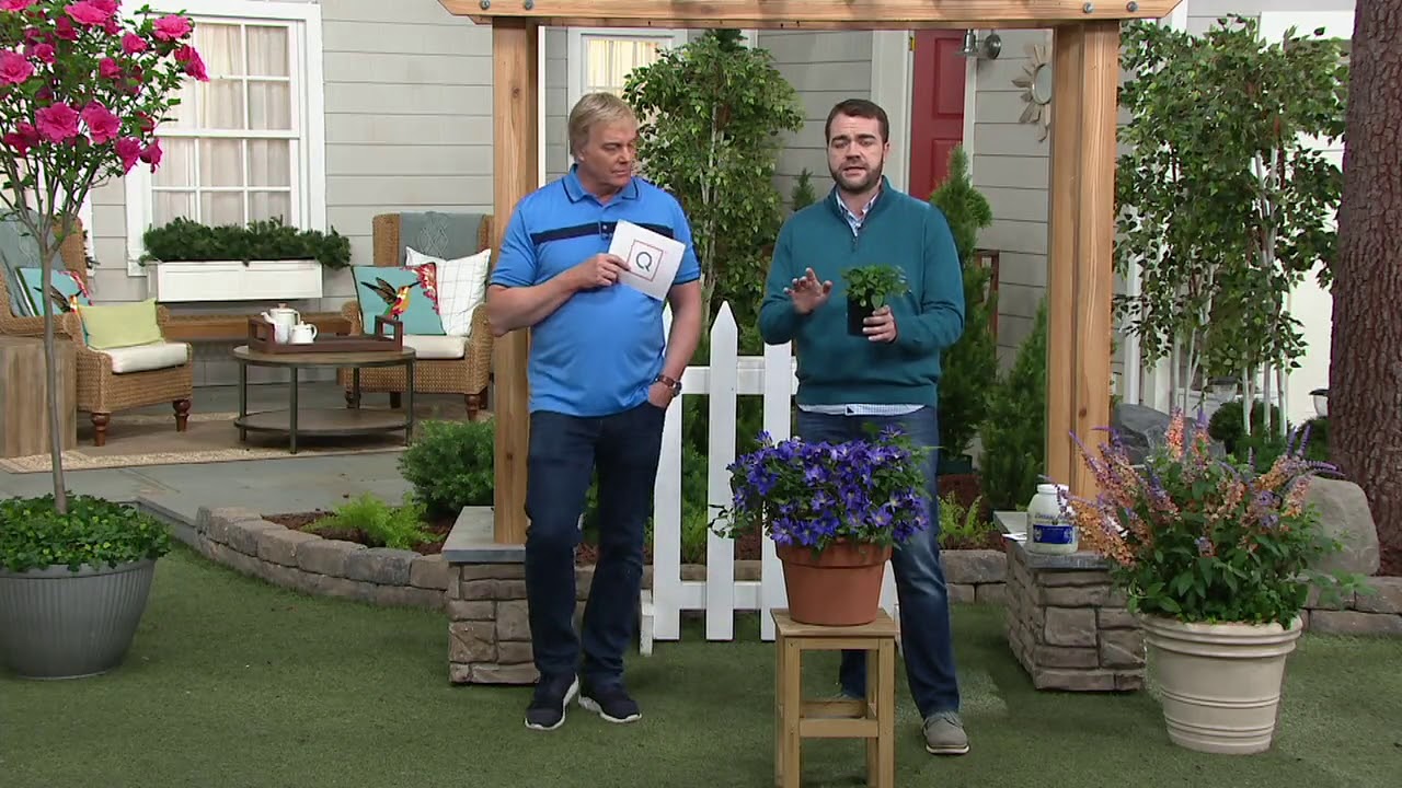 Cottage Farms Sapphire Indigo Groundcover Clematis on QVC