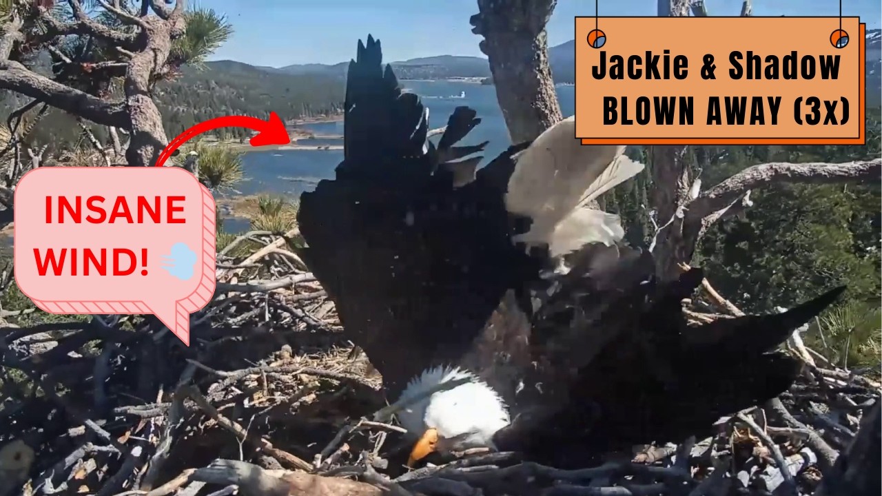 Jackie & Shadow LITERALLY Blown Away While Incubating! | Big Bear Eagles 2026