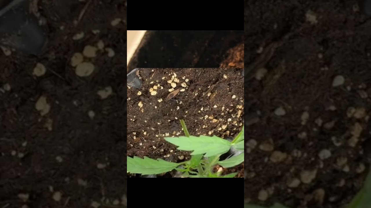 Day4-day13 #tiktok #foryou #hobbygrow #garden #grow #follow #flowers