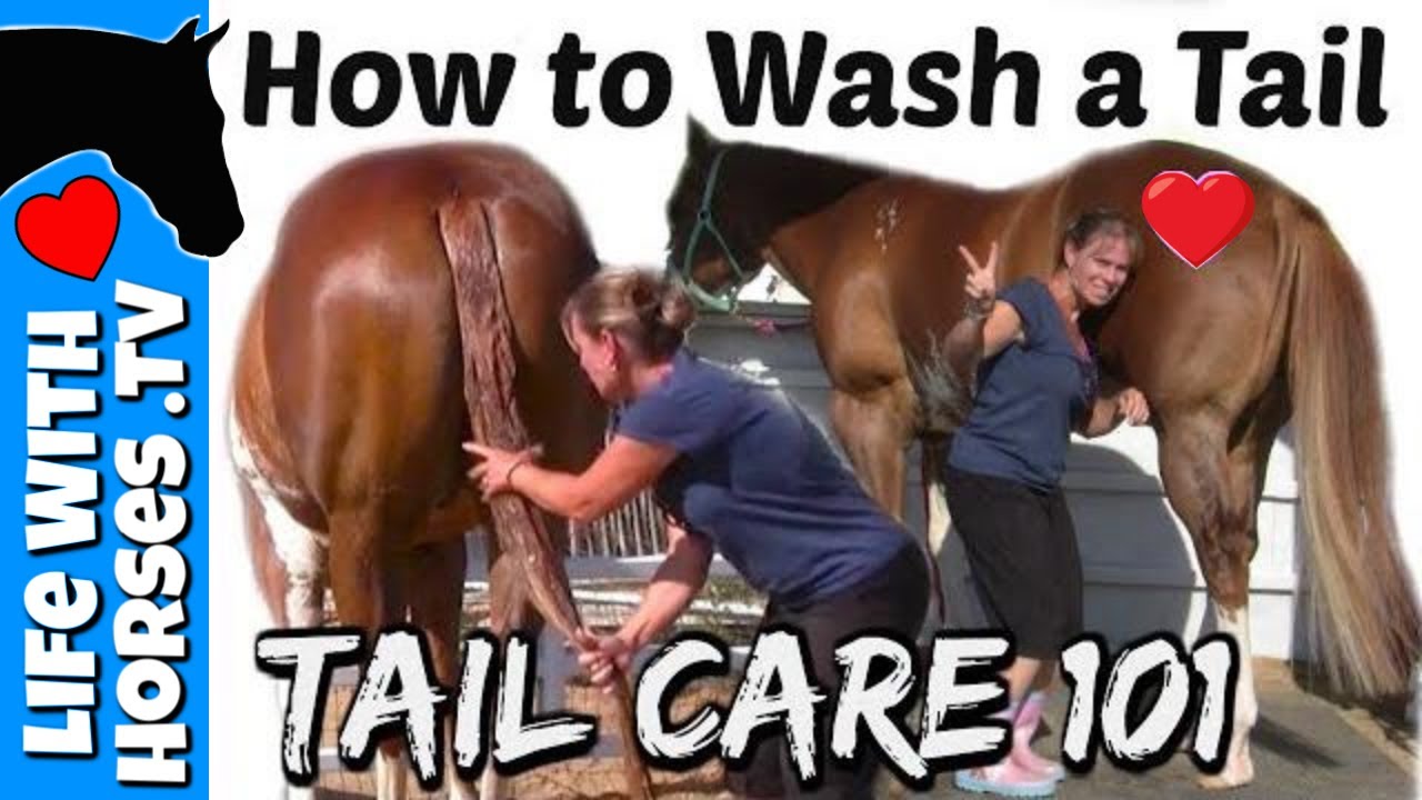 How I Wash My Horse's Tail | Horse Tail Care - Life With Horses TV