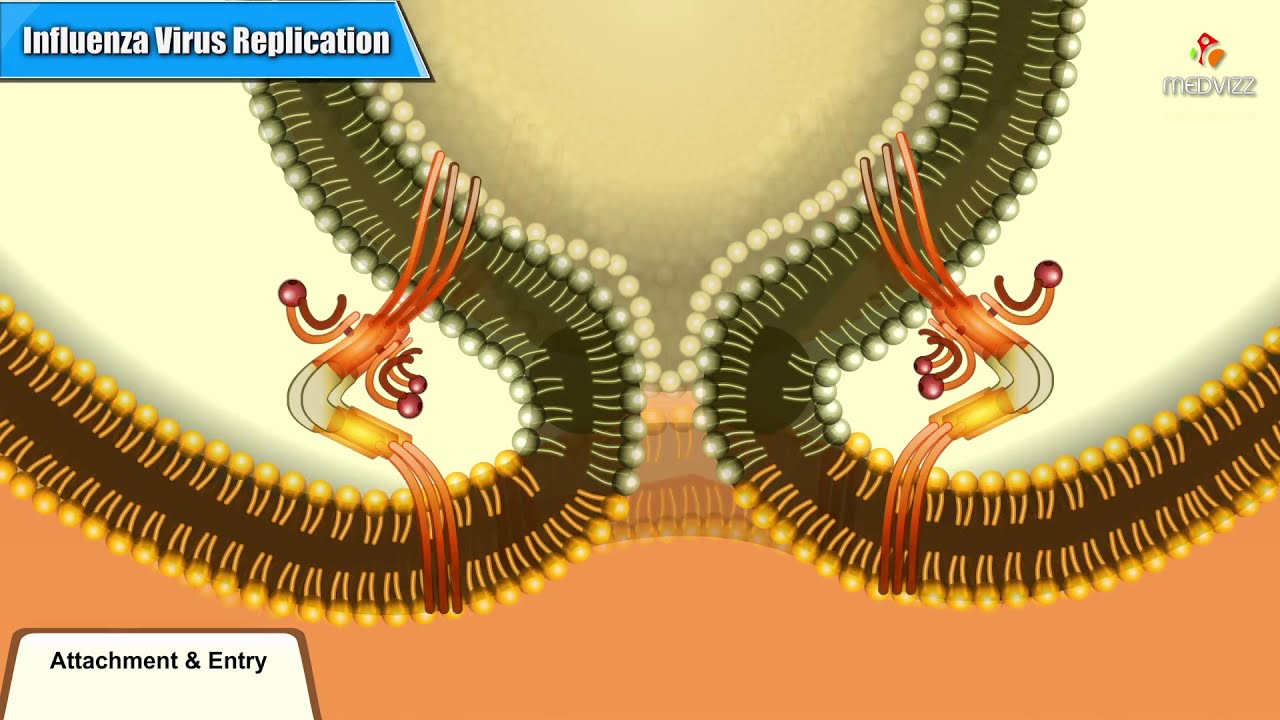 Influenza virus replication Cycle Animation - Medical Microbiology USMLE step 1