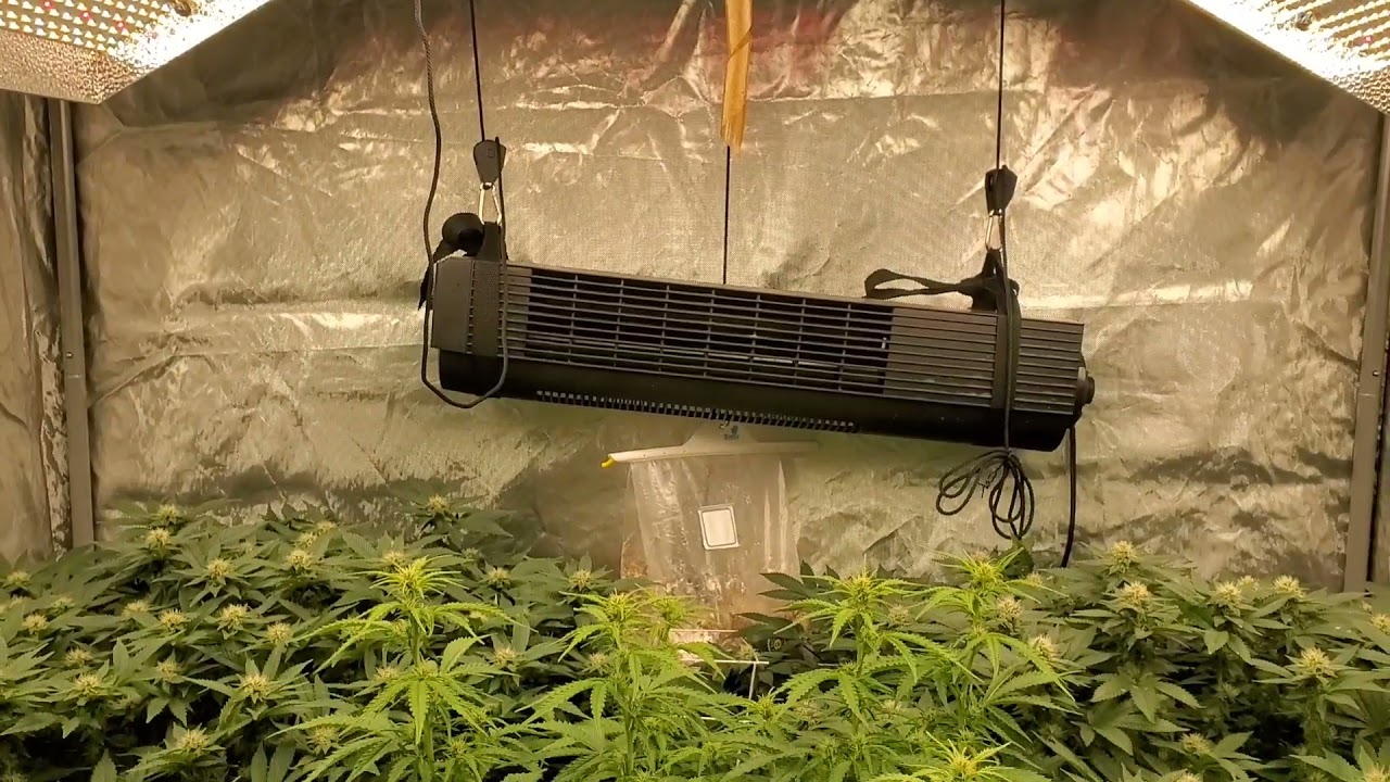 My First Cannabis Grow: Ep. 5 Bud Stacking (Week 3 of Flower)