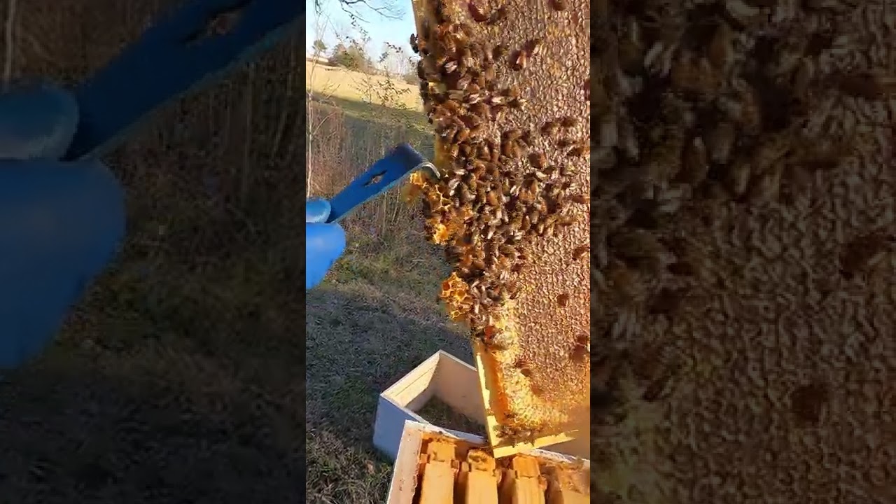 Big Chunks of Burr Comb on Honeybee Frame 