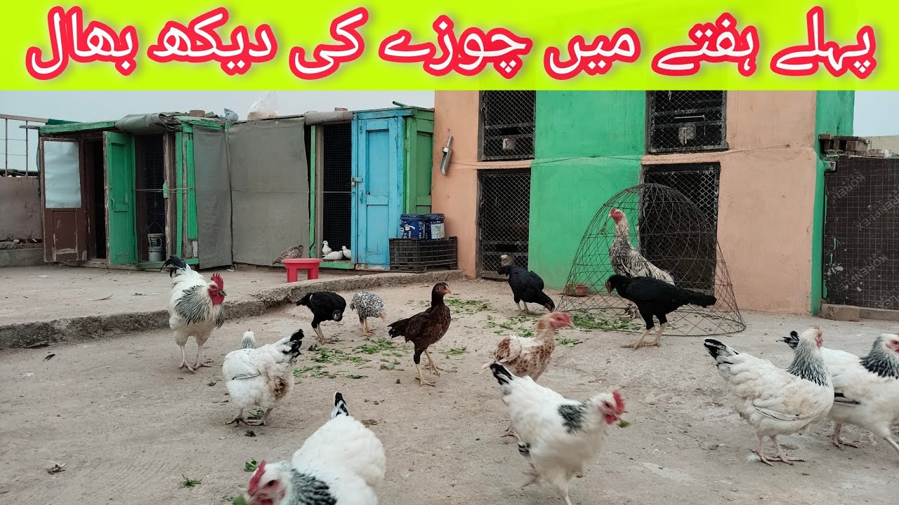 New Chicks Care Guide | How to Protect Chicks from Sudden Death