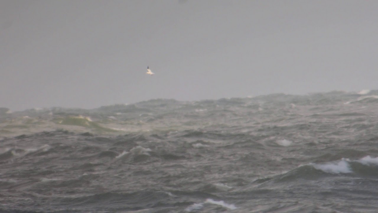 głuptak / Morus bassanus / Northen Gannet