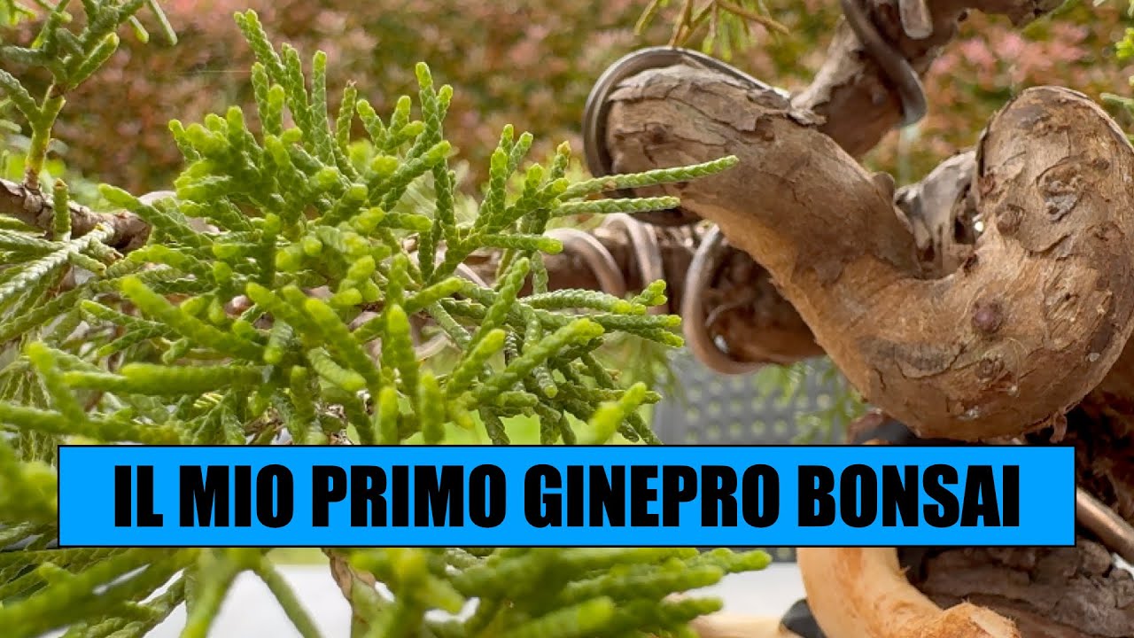 MI SONO ARRESO AL GINEPRO - Nuovo ginepro in collezione ?!