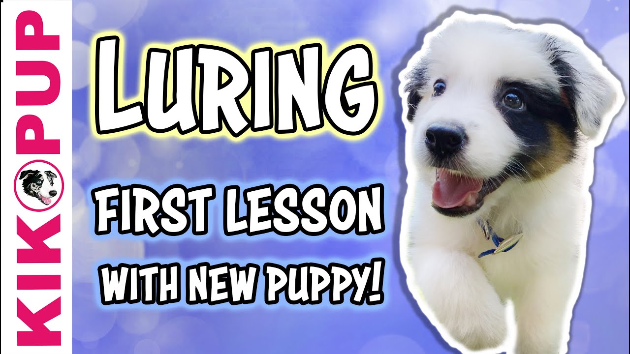 Training a puppy to follow a lure - Puppy Training