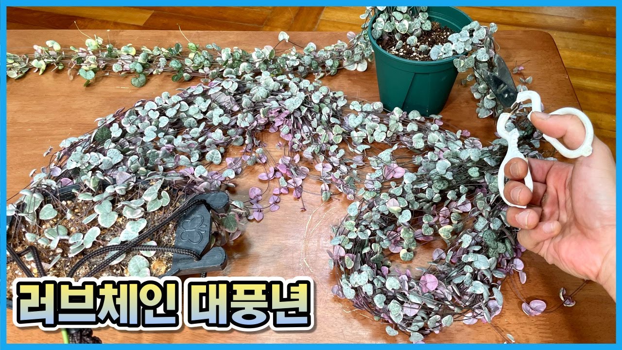 러브체인 키우는 분들이 혹할만 한 영상!! 러브체인을 키운다면 꼭 보세요!!