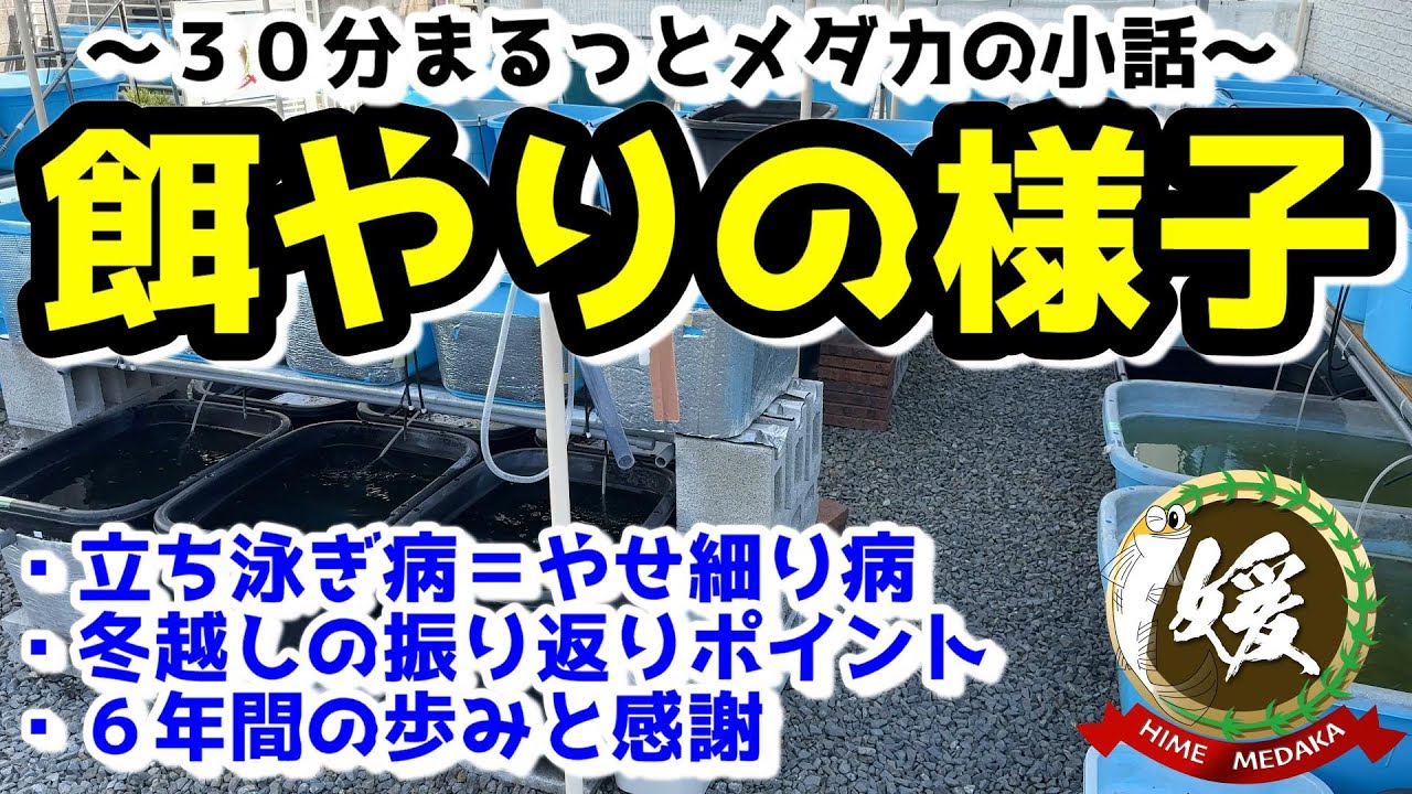 立ち泳ぎ病＝痩せ細り病？メダカが痩せる原因は餌の与え過ぎ？冬越し 越冬の振り返り他【媛めだか/メダカの様子４月上旬】