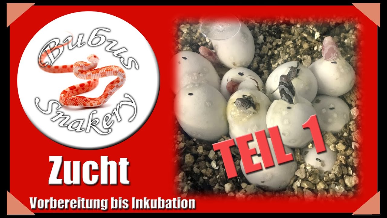 Zucht von Kornnattern TEIL 1 - Zuchtvorbereitungen, Verpaarung, Eiablage, Inkubation