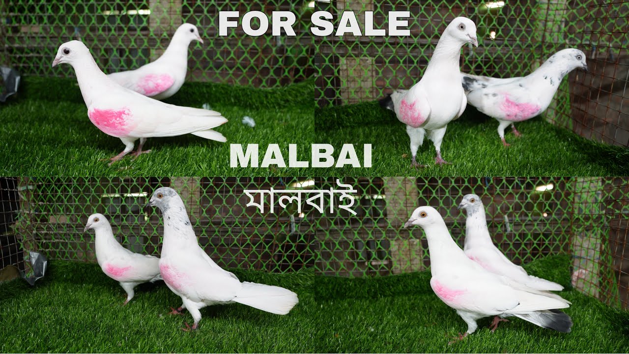 Malbai / Panjabi Pigeons for Sale ( Rocky ) - 7602342323