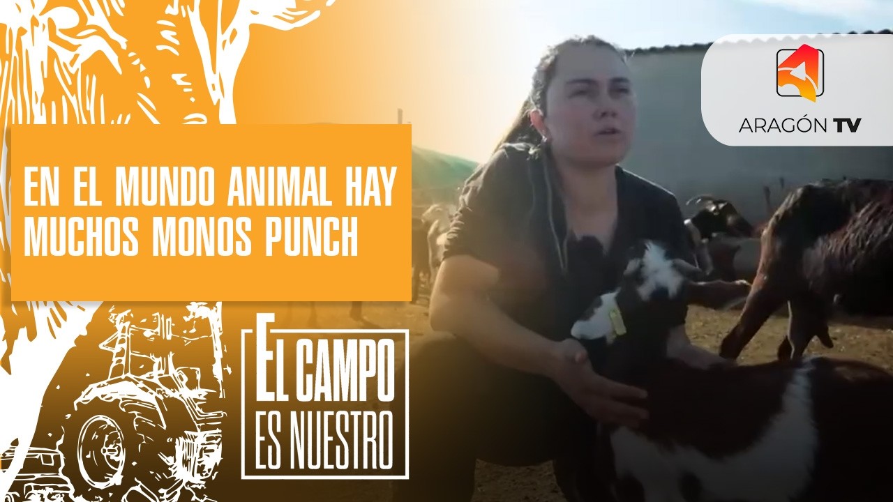 En el mundo animal hay muchos monos Punch