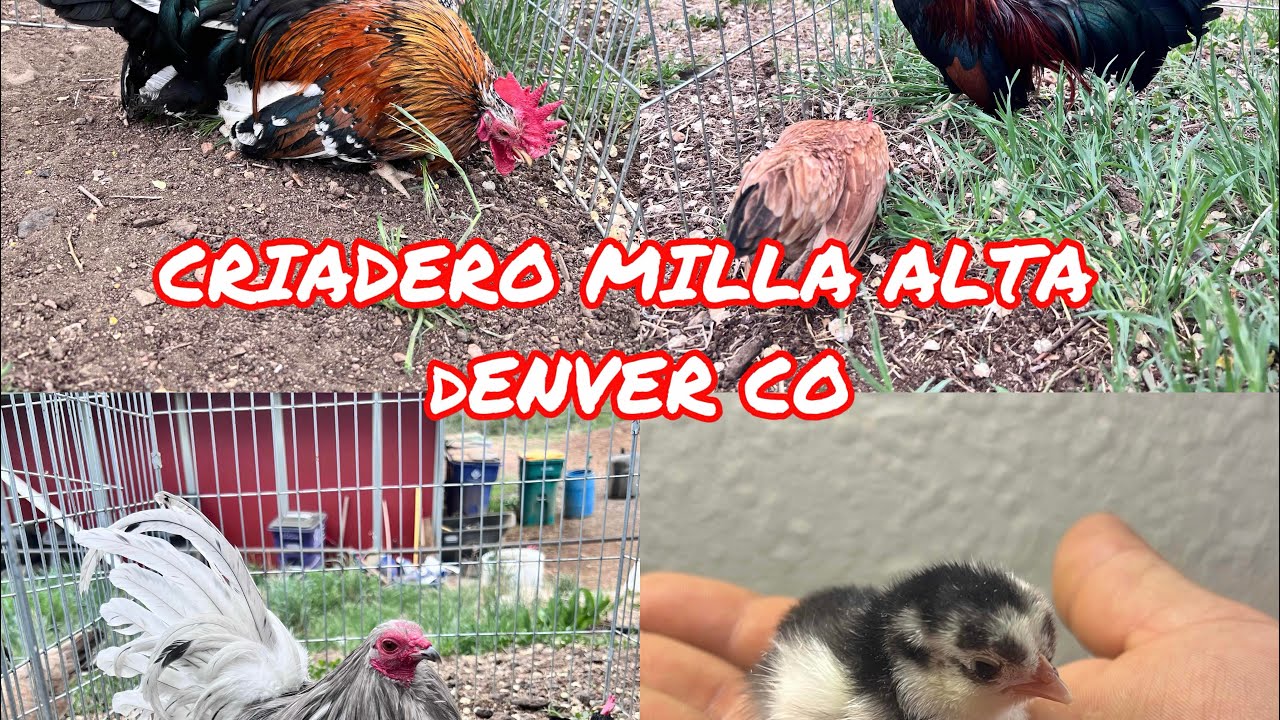 ESTOS SON MIS REPRODUCTORES PARA 2025 CRIADERO MILLA ALTA//🍀🍀🚀🚀