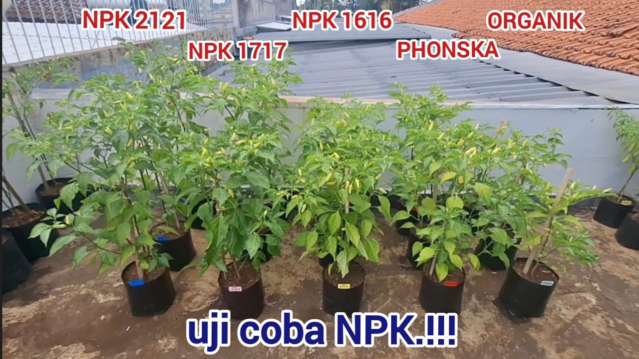 Uji coba npk 1616.npk 1717.npk 2121.mana yang unggul.#pupuk #cabe