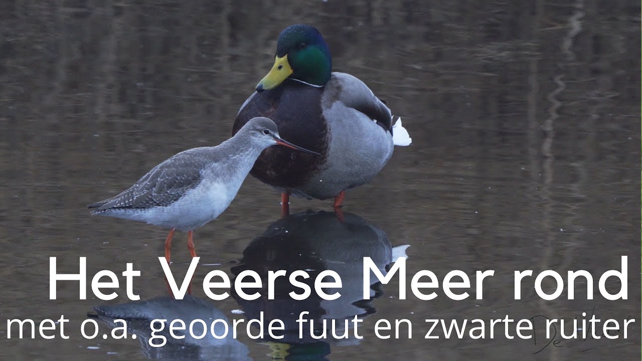 Het Veerse Meer rond met o.a. geoord fuut en zwarte ruiter #1442