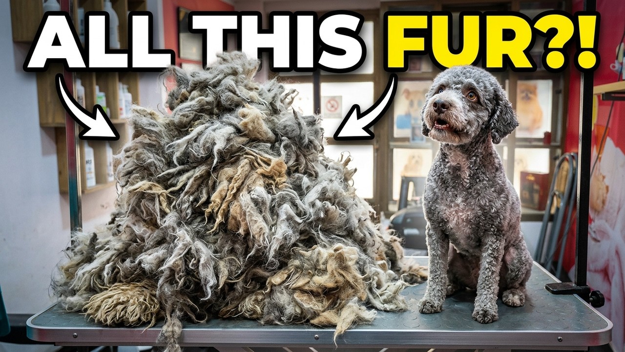 Бедная собака с запутанными волосами возвращается к нормальной жизни | Фото до и после