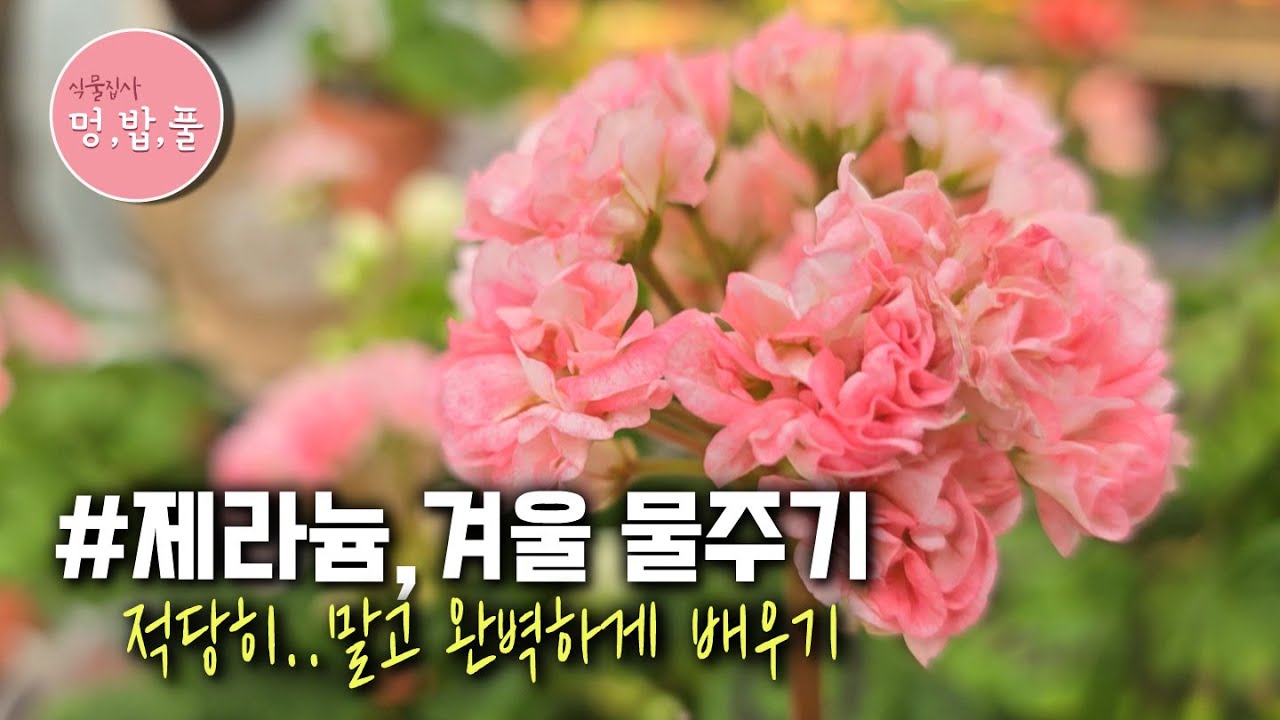 제라늄,1월의 물관리  #제라늄물주기 #겨울제라늄물주기
