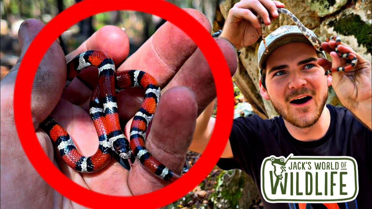 VENOMOUS or NOT??? Milk Snakes!