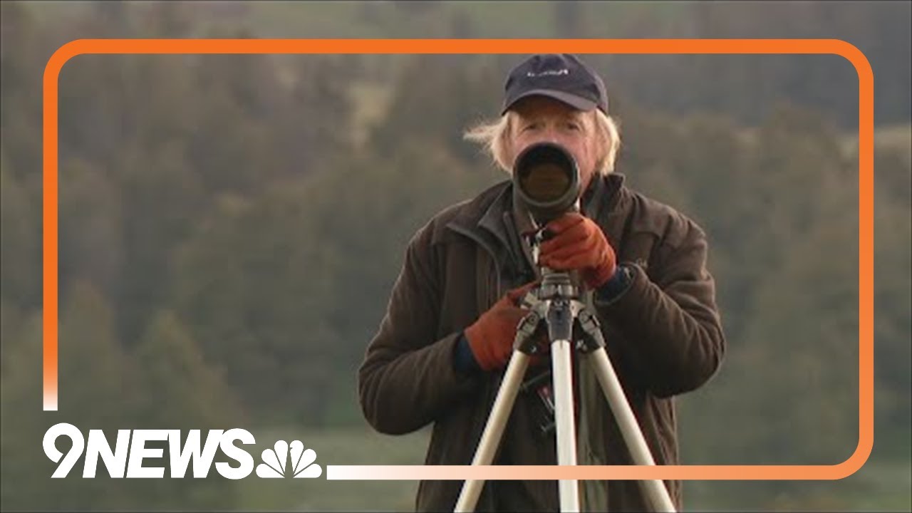 Meet the leader of Yellowstone's wolf-watching pack